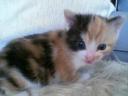 Shiyanpu Babyfoto 001