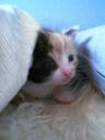 Shiyanpu Babyfoto 008