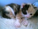 Shiyanpu Babyfoto 007