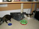 Käseecke für Katzen